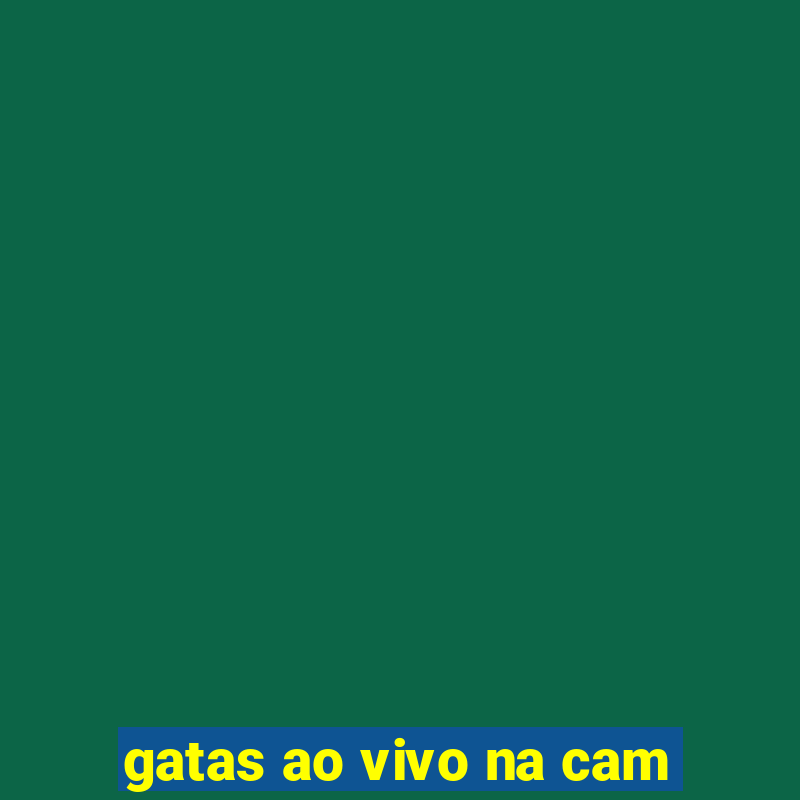 gatas ao vivo na cam